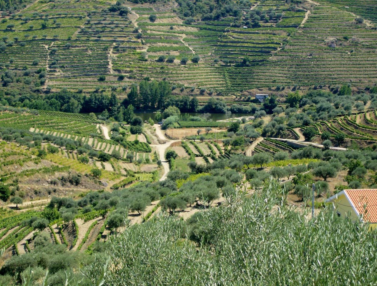 Casa Oliveiras Do Douro Βίλα Sobreira Εξωτερικό φωτογραφία