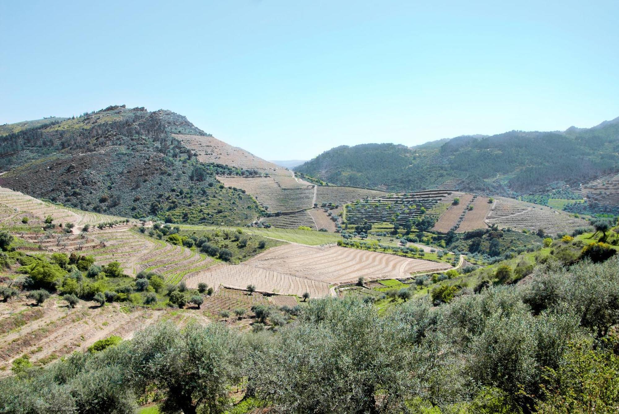 Casa Oliveiras Do Douro Βίλα Sobreira Εξωτερικό φωτογραφία