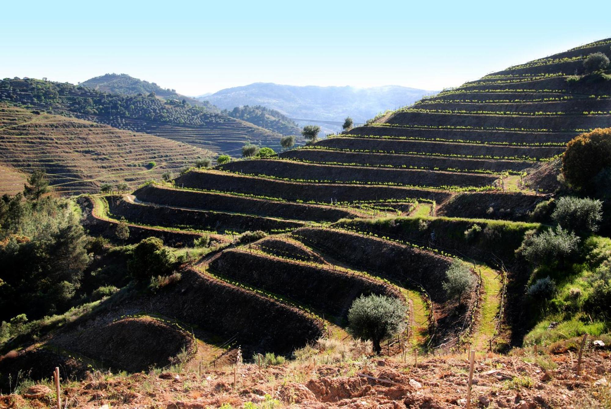 Casa Oliveiras Do Douro Βίλα Sobreira Εξωτερικό φωτογραφία