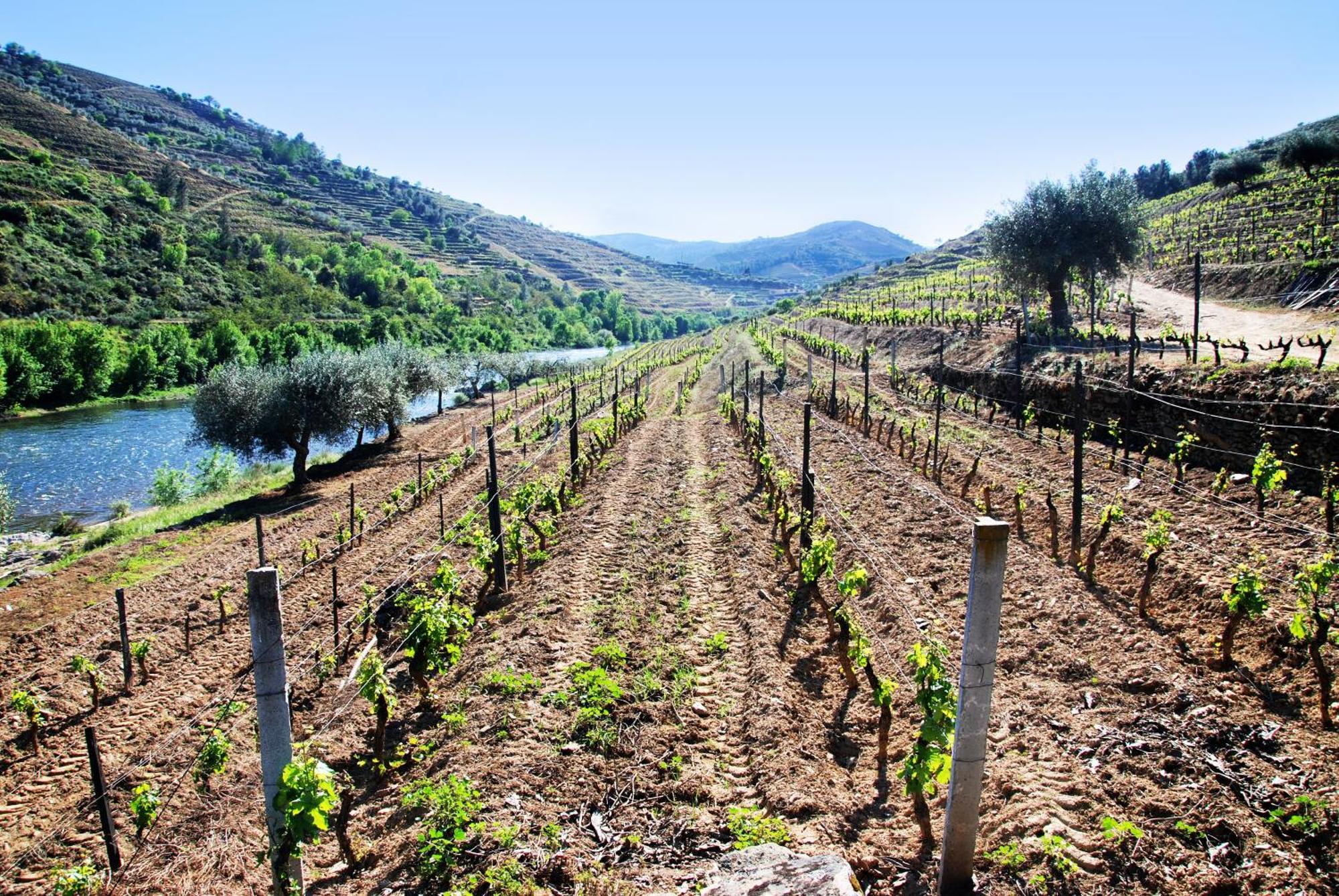 Casa Oliveiras Do Douro Βίλα Sobreira Εξωτερικό φωτογραφία