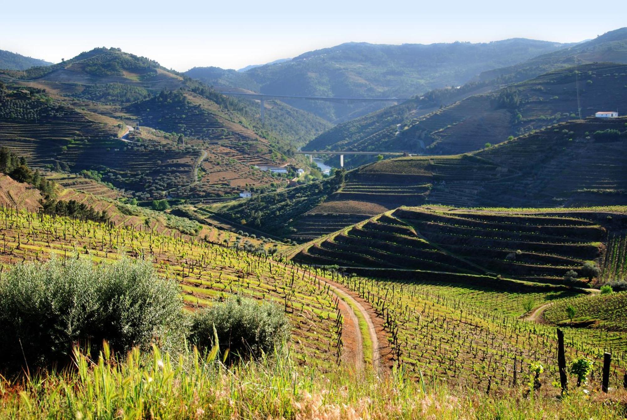 Casa Oliveiras Do Douro Βίλα Sobreira Εξωτερικό φωτογραφία